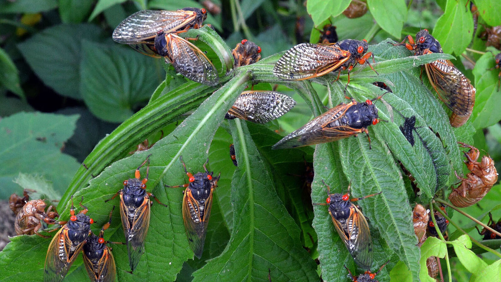 Brood X is almost here. Billions of cicadas to emerge in eastern US